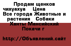 Продам щенков чихуахуа  › Цена ­ 10 000 - Все города Животные и растения » Собаки   . Ханты-Мансийский,Покачи г.